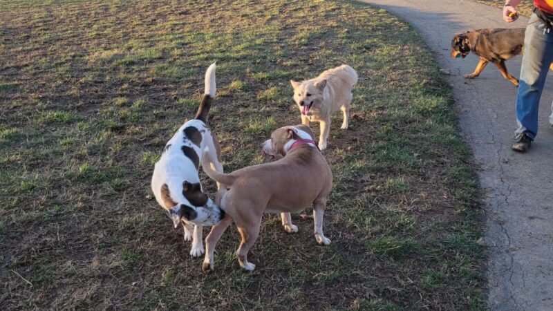 Vettiner Dog Park (Members Only) - Louisville, KY