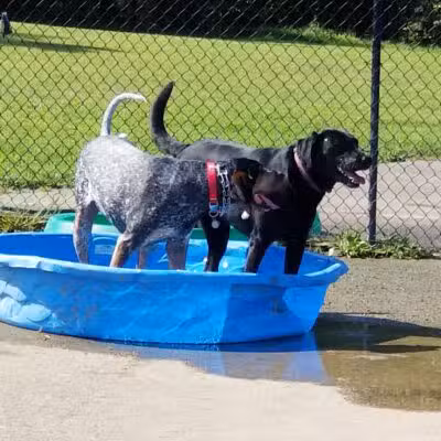 Vettiner Dog Park (Members Only) - Louisville, KY
