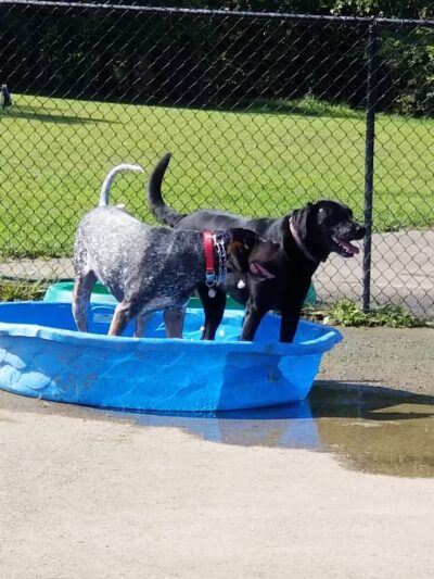 Vettiner Dog Park (Members Only) - Louisville, KY