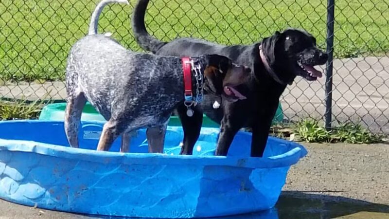 Vettiner Dog Park (Members Only) - Louisville, KY