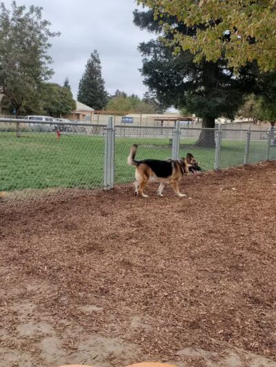Manteca Dog Park - Manteca, CA