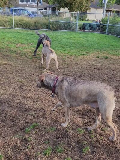 Manteca Dog Park - Manteca, CA