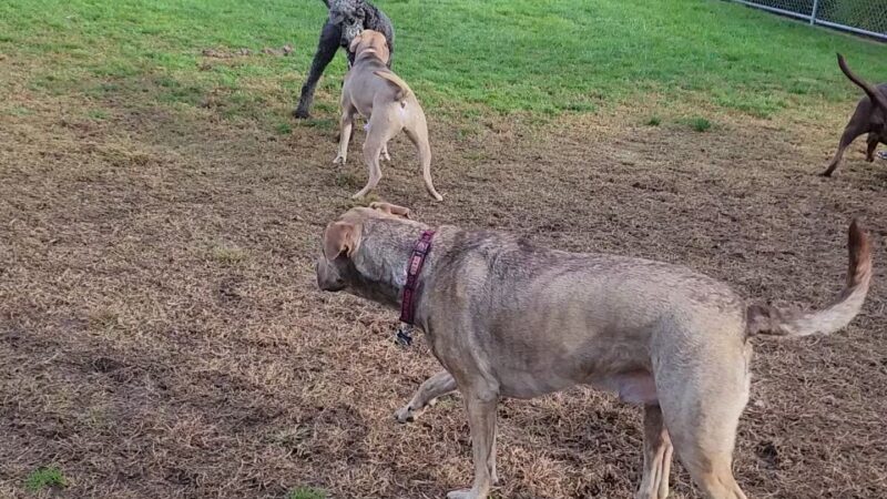 Manteca Dog Park - Manteca, CA