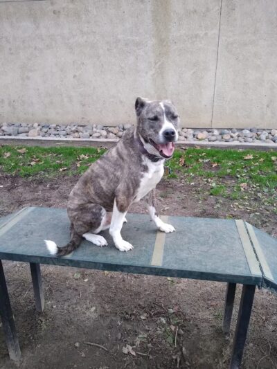 Manteca Dog Park - Manteca, CA