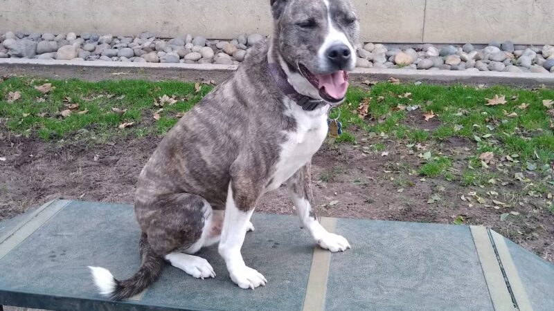 Manteca Dog Park - Manteca, CA