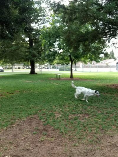 Manteca Dog Park - Manteca, CA