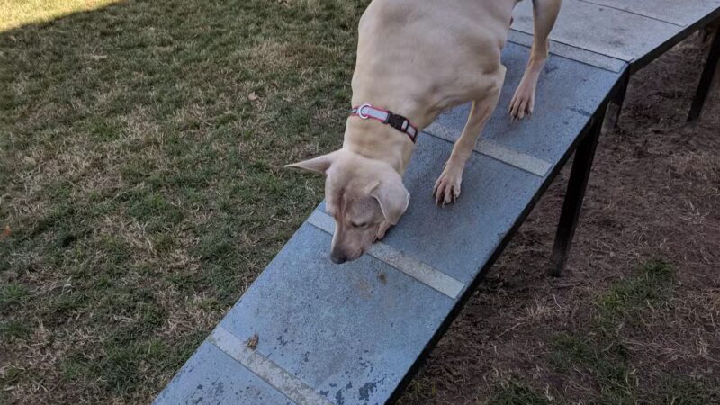 Manteca Dog Park - Manteca, CA