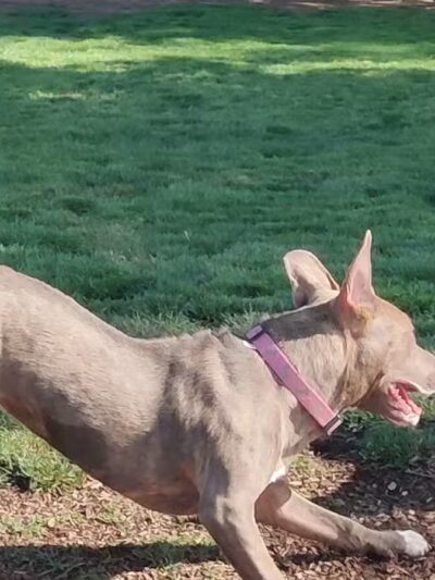 Manteca Dog Park - Manteca, CA