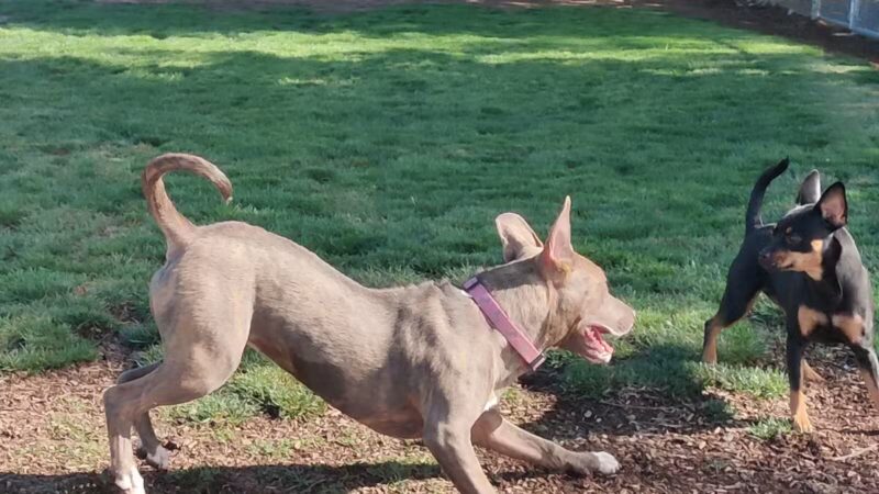 Manteca Dog Park - Manteca, CA