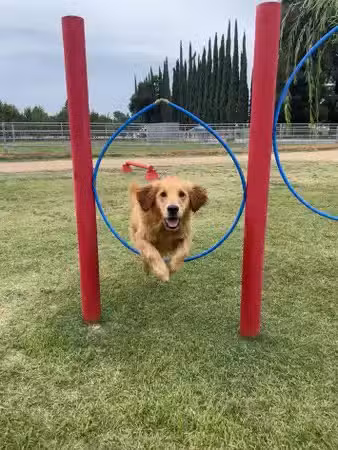 PAW Forward Dog Park - Private by Booking - Manteca, CA