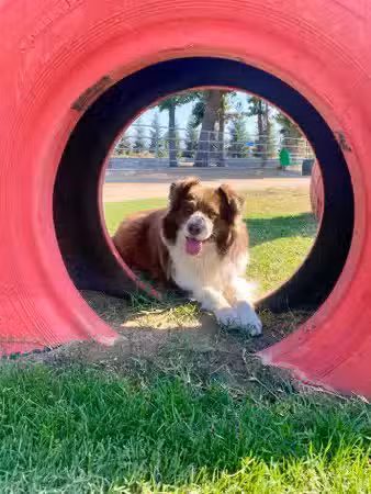 PAW Forward Dog Park - Private by Booking - Manteca, CA