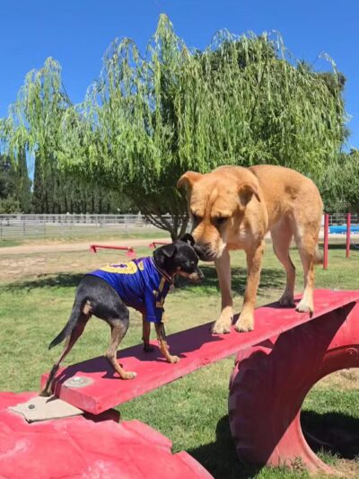 PAW Forward Dog Park - Private by Booking - Manteca, CA