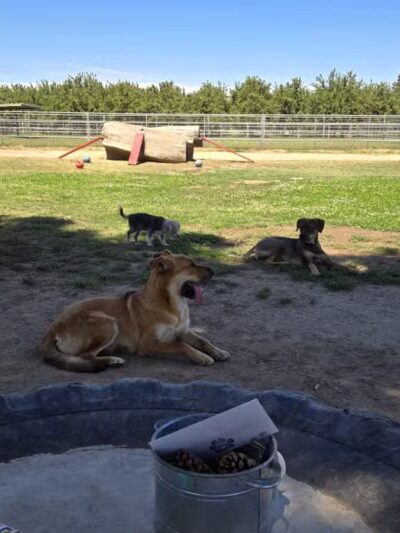 PAW Forward Dog Park - Private by Booking - Manteca, CA