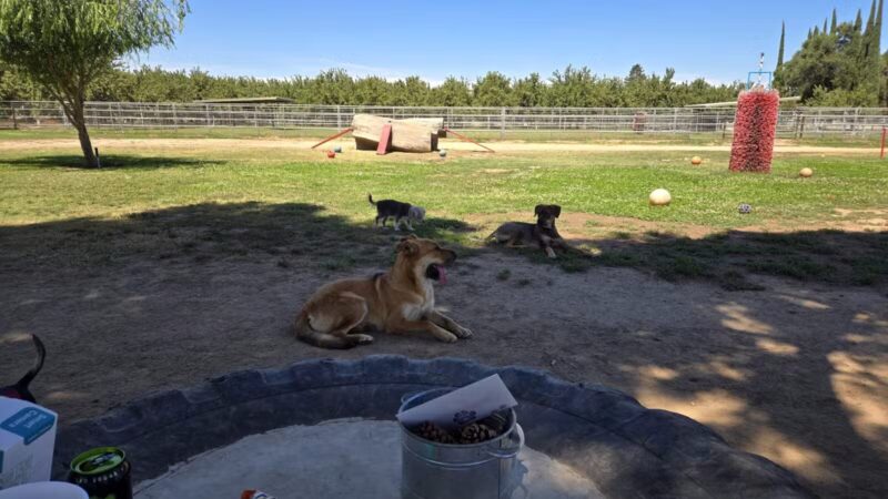 PAW Forward Dog Park - Private by Booking - Manteca, CA