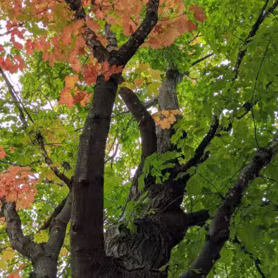 Baker Park Reserve - Maple Plain, MN