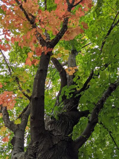 Baker Park Reserve - Maple Plain, MN