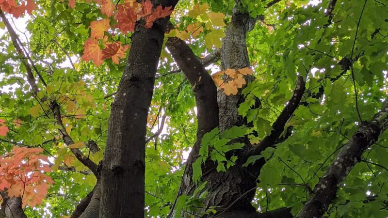 Baker Park Reserve - Maple Plain, MN
