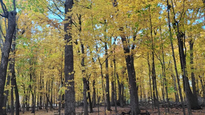 Baker Park Trailhead - Maple Plain, MN