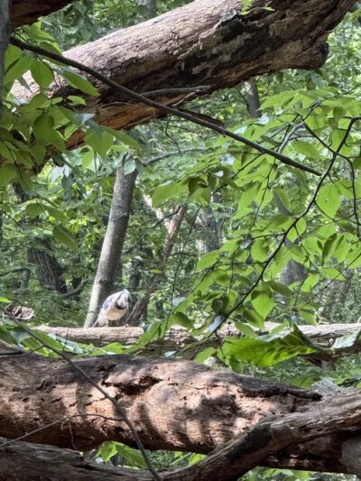 Ball's Bluff - Maplewood, NJ