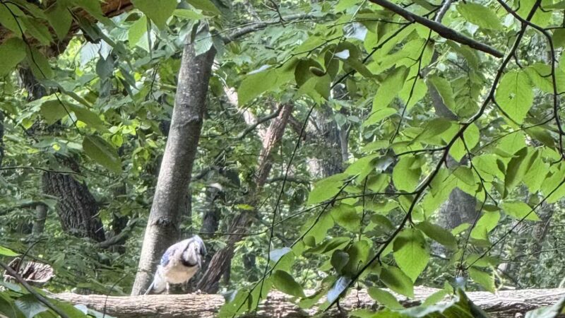 Ball's Bluff - Maplewood, NJ