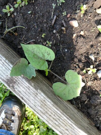 Township of Maplewood Department of Recreation & Cultural Affairs - Maplewood, NJ