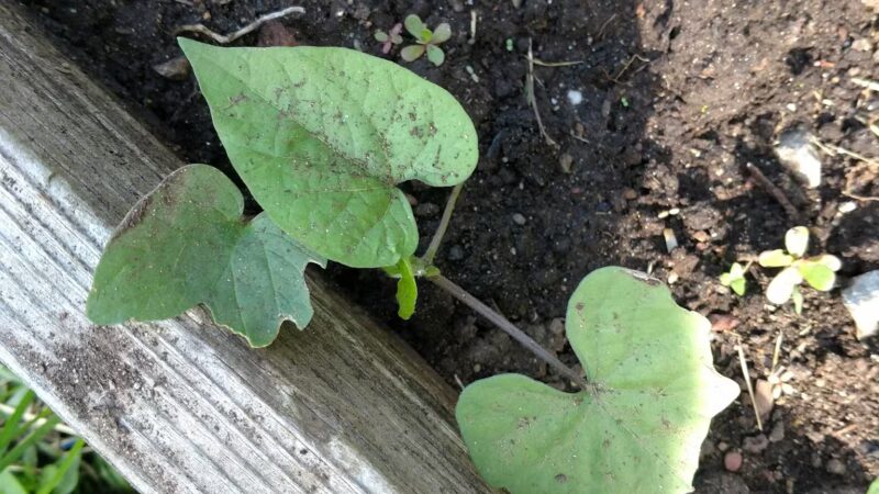 Township of Maplewood Department of Recreation & Cultural Affairs - Maplewood, NJ