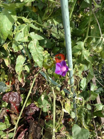 Township of Maplewood Department of Recreation & Cultural Affairs - Maplewood, NJ