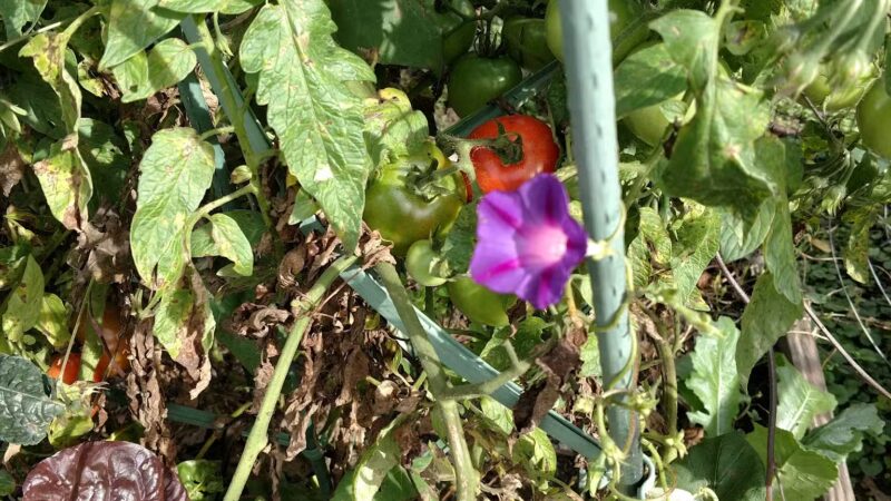 Township of Maplewood Department of Recreation & Cultural Affairs - Maplewood, NJ