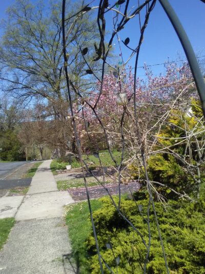 Township of Maplewood Department of Recreation & Cultural Affairs - Maplewood, NJ