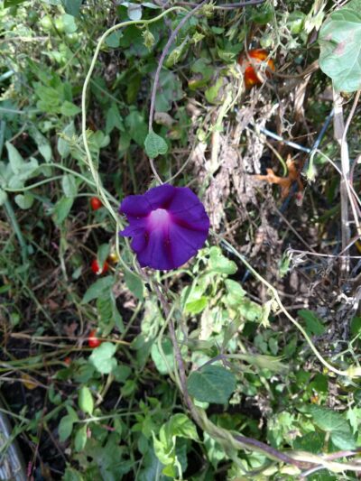 Township of Maplewood Department of Recreation & Cultural Affairs - Maplewood, NJ