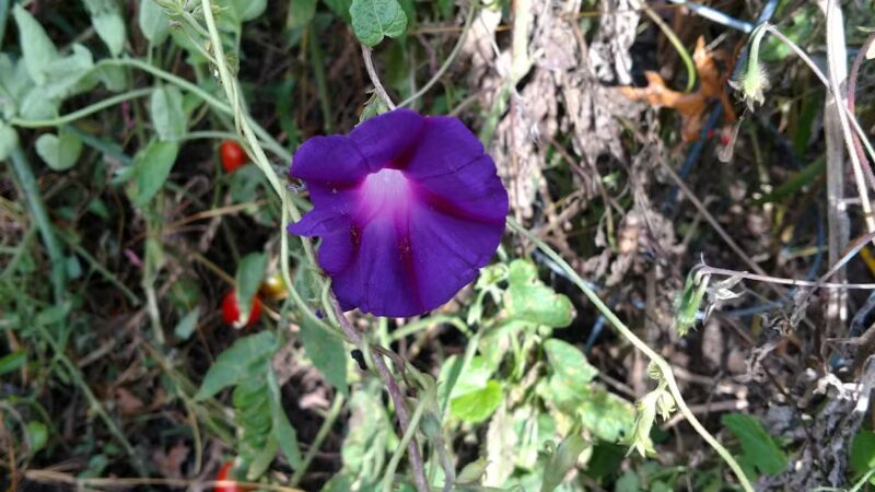 Township of Maplewood Department of Recreation & Cultural Affairs - Maplewood, NJ