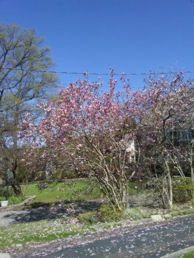 Township of Maplewood Department of Recreation & Cultural Affairs - Maplewood, NJ