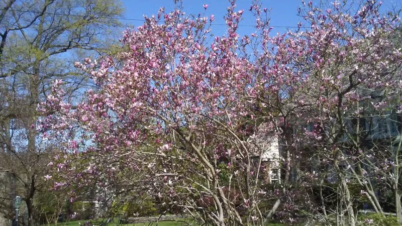 Township of Maplewood Department of Recreation & Cultural Affairs - Maplewood, NJ