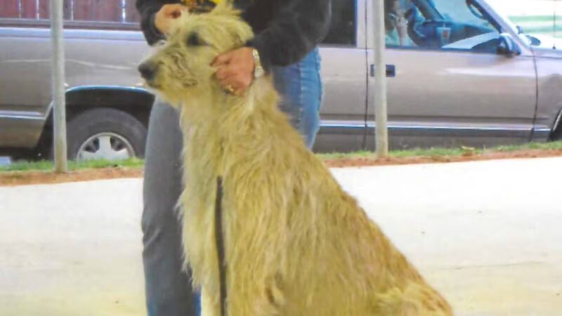 Animal Care Center - Mariposa, CA