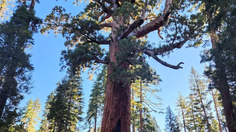 Mariposa Park California Mariposa - Mariposa, CA