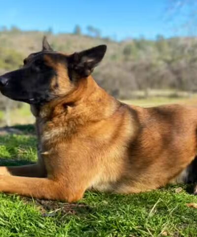 SPCA of Mariposa County - Mariposa, CA