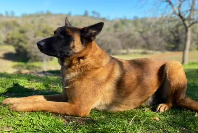 SPCA of Mariposa County - Mariposa, CA