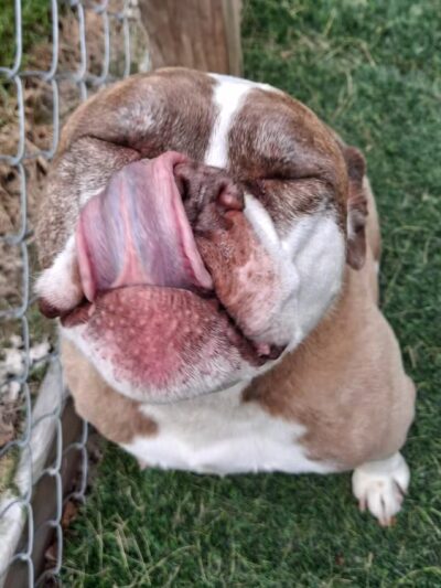 Vicki's Pet Boarding LLC - Marshall, IN