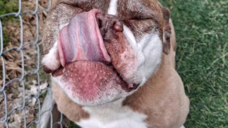 Vicki's Pet Boarding LLC - Marshall, IN