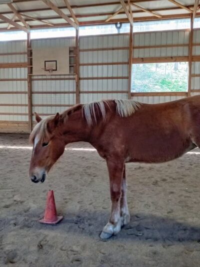 Vicki's Pet Boarding LLC - Marshall, IN