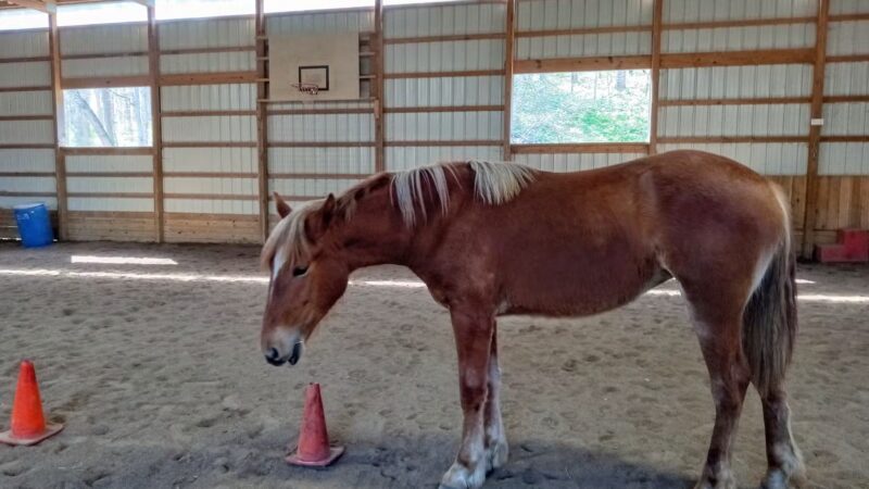 Vicki's Pet Boarding LLC - Marshall, IN