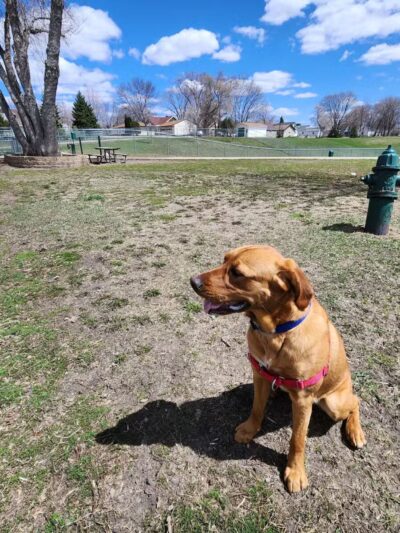 Loyalty Dog Park - Marshall, MN