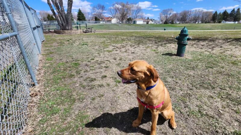 Loyalty Dog Park - Marshall, MN