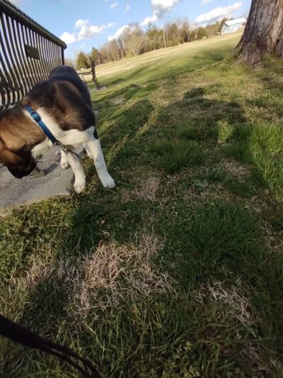 Mascot Park - Mascot, TN