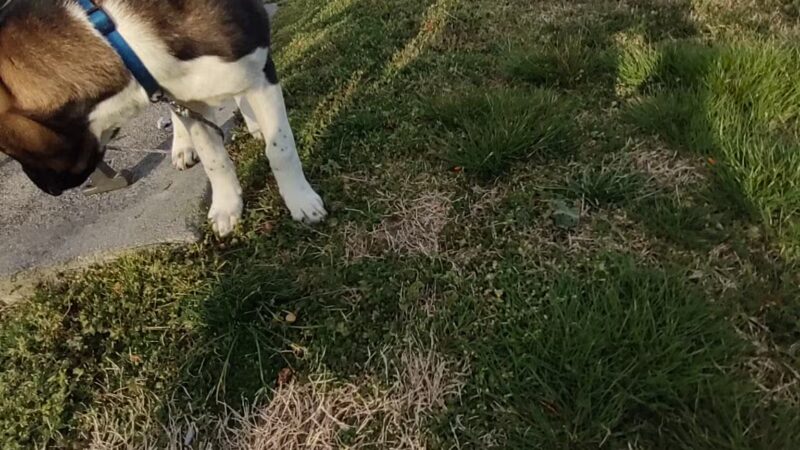 Mascot Park - Mascot, TN