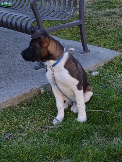 Mascot Park - Mascot, TN