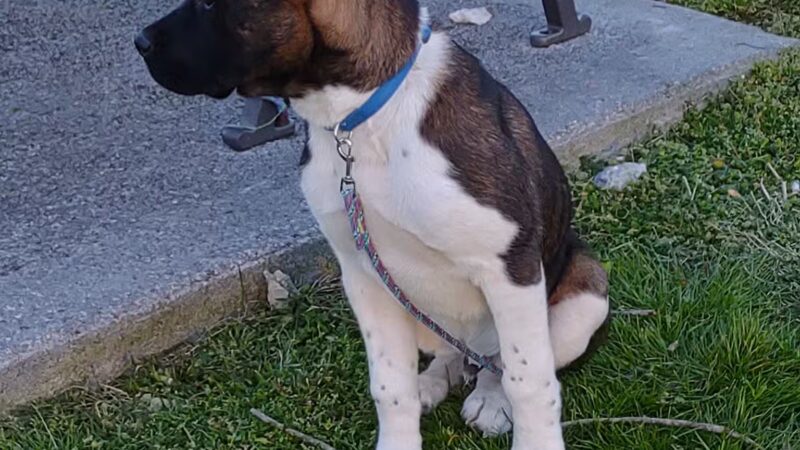 Mascot Park - Mascot, TN