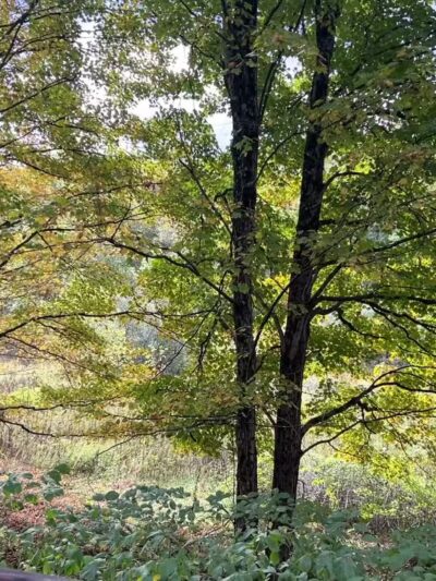 Browns Run Rail to Trails - Masontown, PA