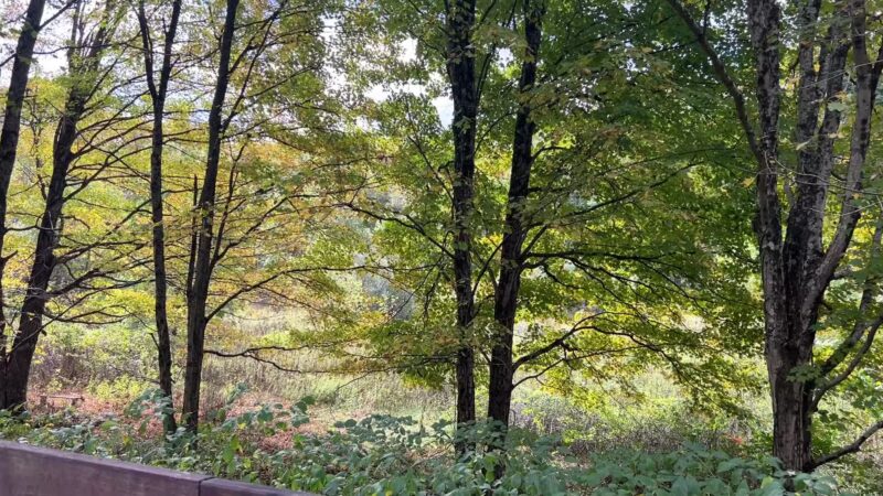 Browns Run Rail to Trails - Masontown, PA