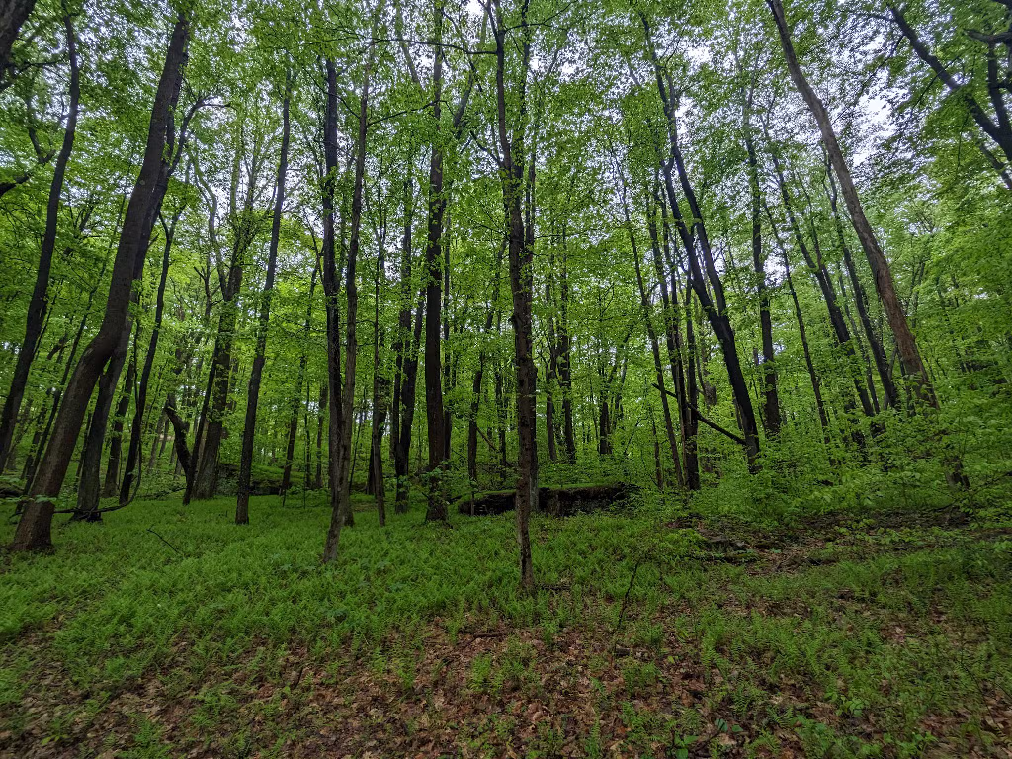 Raven Rock Trailhead - Masontown, WV